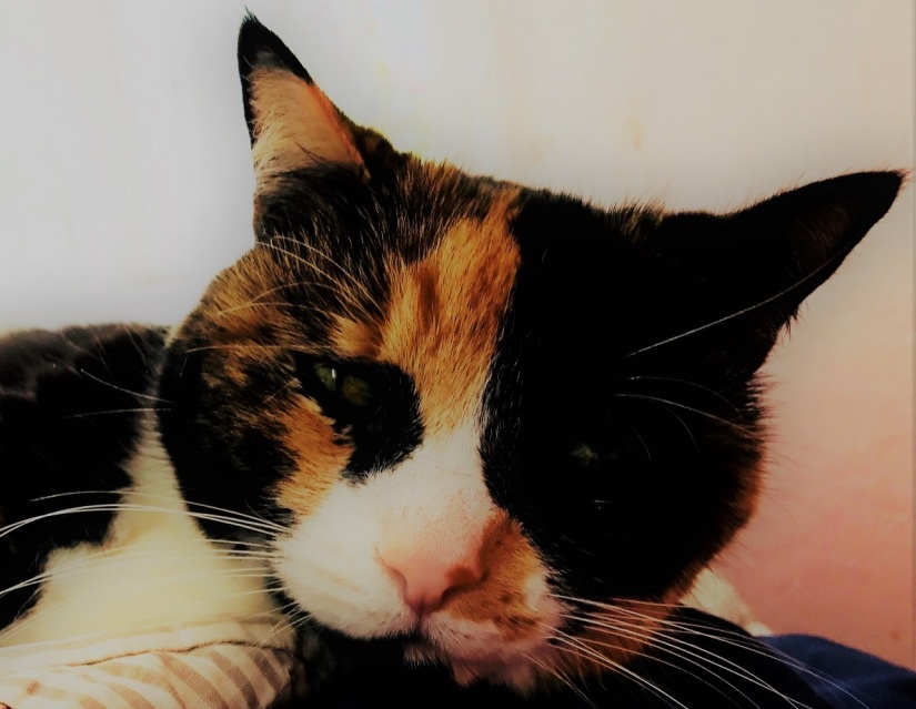 Adorable calico cat headshot.